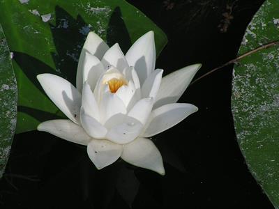 Nymphaea alba